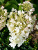 Гортензия Вайт Леди (White Lady) метельчатая купить с доставкой