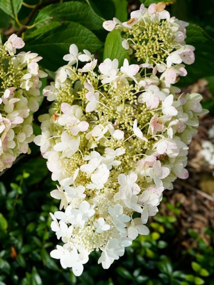 Гортензия Вайт Леди (White Lady) метельчатая купить с доставкой