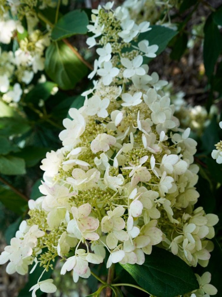 Гортензия Вайт Леди (White Lady) метельчатая купить с доставкой