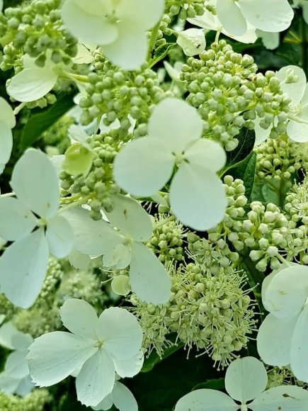 Гортензия Вайт Леди (White Lady) метельчатая купить с доставкой