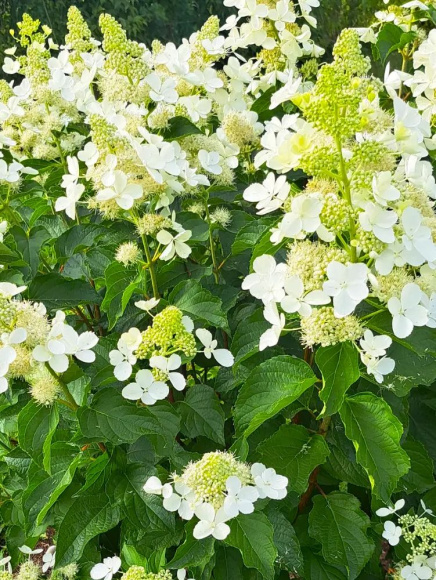 Гортензия Вайт Леди (White Lady) метельчатая купить с доставкой