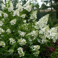 Гортензия Вайт Леди (White Lady) метельчатая Гортензия Вайт Леди (White Lady) метельчатая