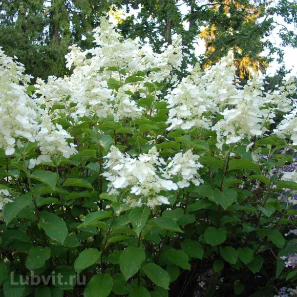 Гортензия Вайт Леди (White Lady) метельчатая купить с доставкой Гортензия Вайт Леди (White Lady) метельчатая купить с доставкой