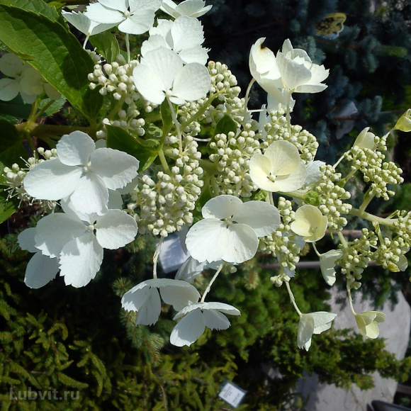 Гортензия Вайт Леди (White Lady) метельчатая купить с доставкой Гортензия Вайт Леди (White Lady) метельчатая купить с доставкой