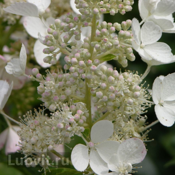 Гортензия Вайт Леди (White Lady) метельчатая купить с доставкой Гортензия Вайт Леди (White Lady) метельчатая купить с доставкой