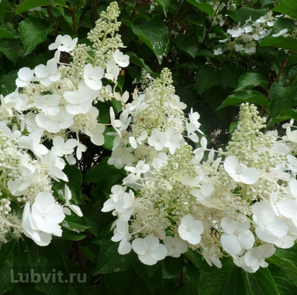 Гортензия Вайт Леди (White Lady) метельчатая купить с доставкой