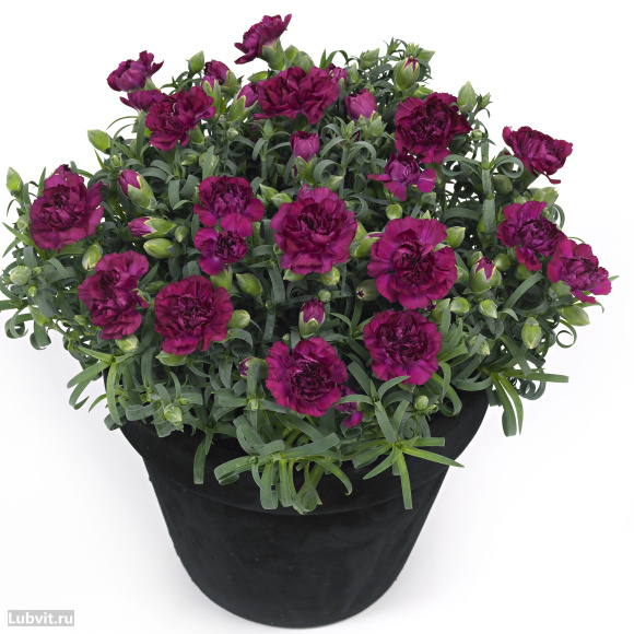 Гвоздика Санфлор Ягуар (Sunflor Jaguar) купить с доставкой Гвоздика Санфлор Ягуар (Sunflor Jaguar) купить с доставкой