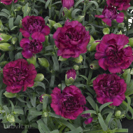 Гвоздика Санфлор Ягуар (Sunflor Jaguar) Гвоздика Санфлор Ягуар (Sunflor Jaguar)