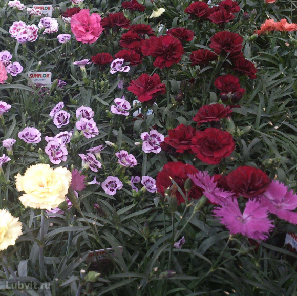 Гвоздика Санфлор Ягуар (Sunflor Jaguar) купить с доставкой Гвоздика Санфлор Ягуар (Sunflor Jaguar) купить с доставкой