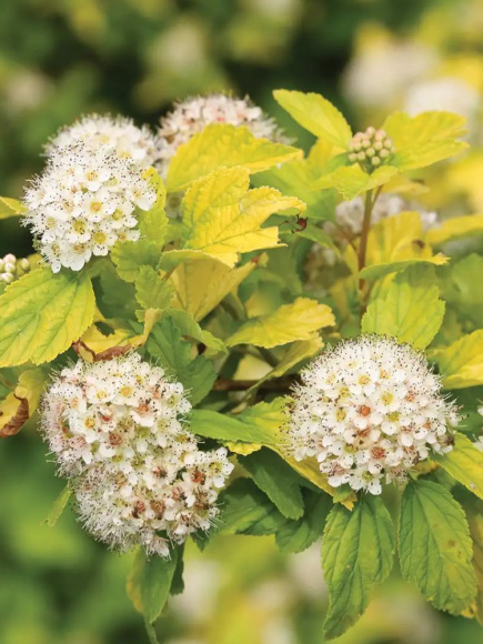 Пузыреплодник Золотистый (Golden) купить с доставкой