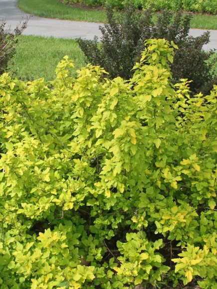 Пузыреплодник Золотистый (Golden) купить с доставкой