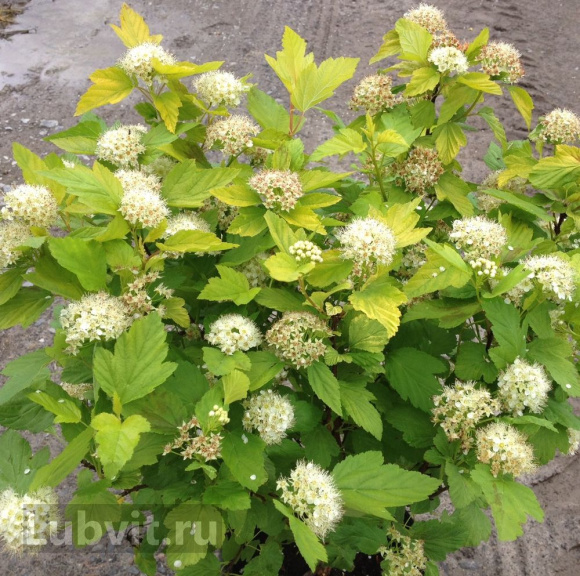 Пузыреплодник Золотистый (Golden) купить с доставкой Пузыреплодник Золотистый (Golden) купить с доставкой