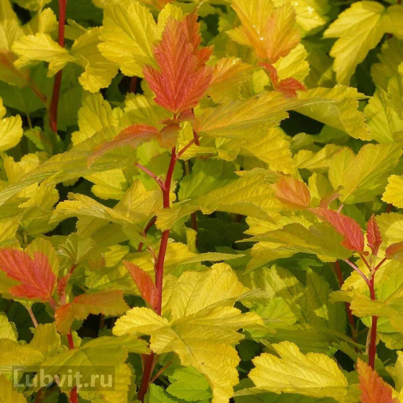 Пузыреплодник Золотистый (Golden) купить с доставкой Пузыреплодник Золотистый (Golden) купить с доставкой