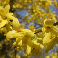 Форзиция Норзен Сан (Northen Sun)