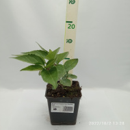 Форзиция Норзен Сан (Northen Sun)