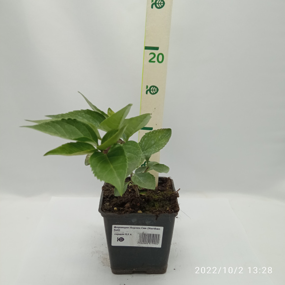 Форзиция Норзен Сан (Northen Sun) купить с доставкой Форзиция Норзен Сан (Northen Sun) купить с доставкой