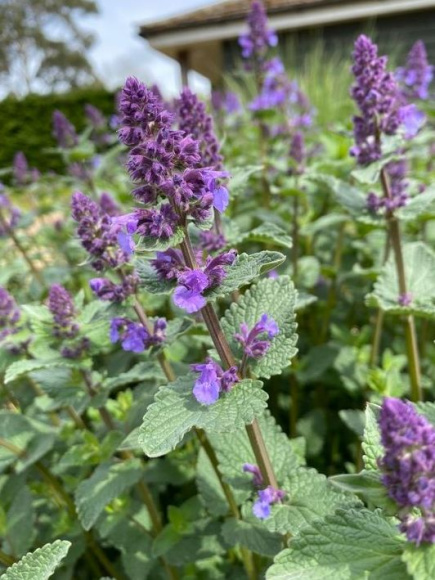 Котовник купить с доставкой