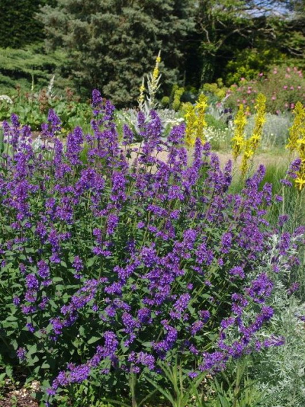 Котовник купить с доставкой