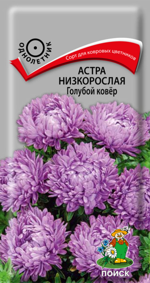 Астра низкорослая Голубой ковёр [Поиск] купить с доставкой