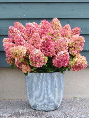 Гортензия Гарэн Лайт Рэд Лайт (Gardenlights Redlight) метельчатая