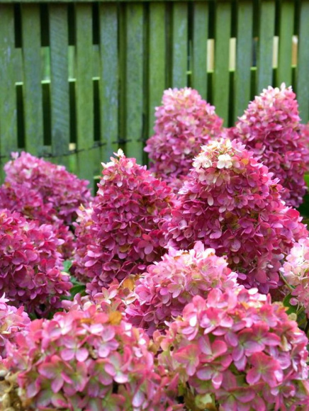 Гортензия Гарэн Лайт Рэд Лайт (Gardenlights Redlight) метельчатая купить с доставкой