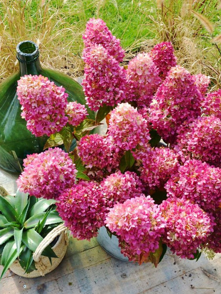 Гортензия Гарэн Лайт Рэд Лайт (Gardenlights Redlight) метельчатая купить с доставкой