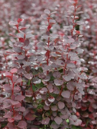 Барбарис Чоколат Саммер (Chocolate Summer)