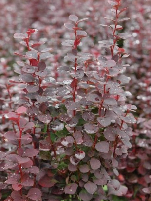 Барбарис Чоколат Саммер (Chocolate Summer)