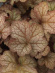 Гейхера Пино Грис (Pinot Gris) купить с доставкой
