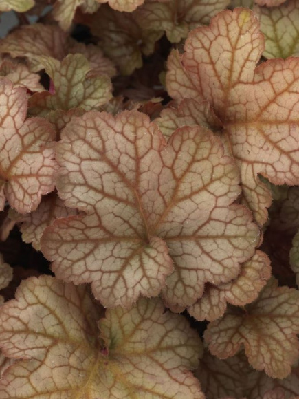 Гейхера Пино Грис (Pinot Gris) купить с доставкой