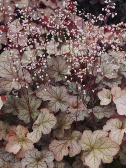 Гейхера Пино Грис (Pinot Gris) купить с доставкой