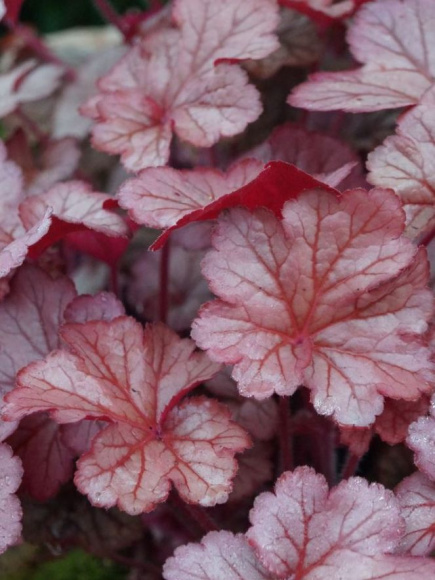 Гейхера Пино Грис (Pinot Gris) купить с доставкой