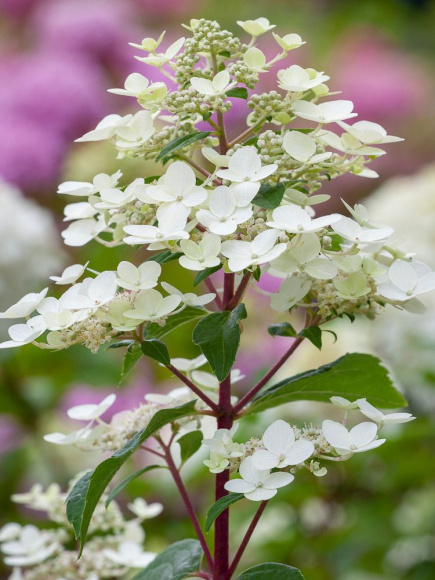 Гортензия Вимс Ред (Wim's Red) метельчатая купить с доставкой