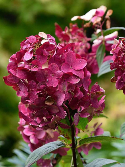 Гортензия Вимс Ред (Wim's Red) метельчатая купить с доставкой