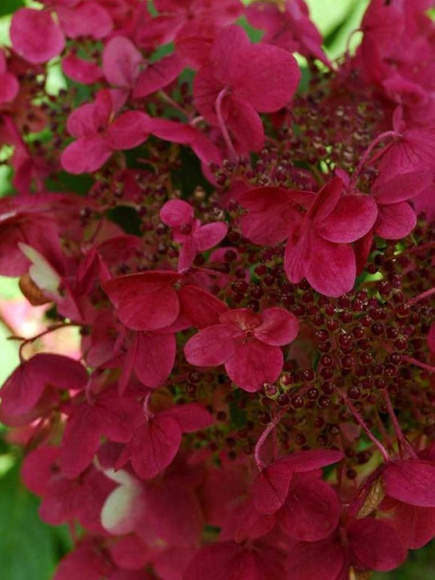 Гортензия Вимс Ред (Wim's Red) метельчатая купить с доставкой