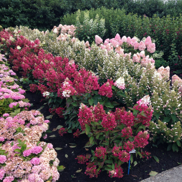 Гортензия Вимс Ред (Wim's Red) метельчатая купить с доставкой Гортензия Вимс Ред (Wim's Red) метельчатая купить с доставкой