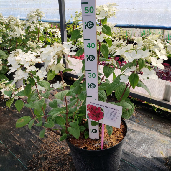 Гортензия Вимс Ред (Wim's Red) метельчатая купить с доставкой Гортензия Вимс Ред (Wim's Red) метельчатая купить с доставкой