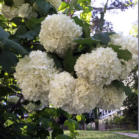 Калина Бульденеж Розеум (Boule de Neige Roseum) купить с доставкой Калина Бульденеж Розеум (Boule de Neige Roseum) купить с доставкой