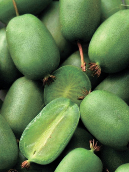 Актинидия Памяти Учителя купить с доставкой