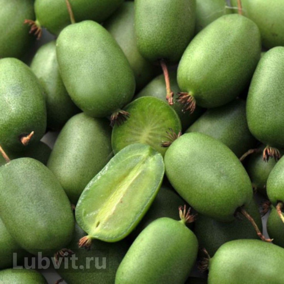 Актинидия Памяти Учителя купить с доставкой