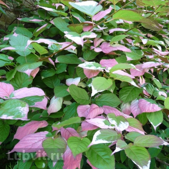 Актинидия Памяти Учителя купить с доставкой