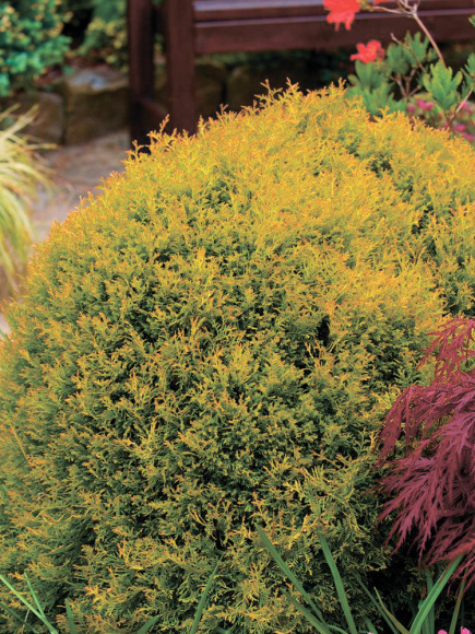 Туя западная Рейнголд (Rheingold) купить с доставкой