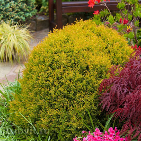 Туя западная Рейнголд (Rheingold) купить с доставкой Туя западная Рейнголд (Rheingold) купить с доставкой