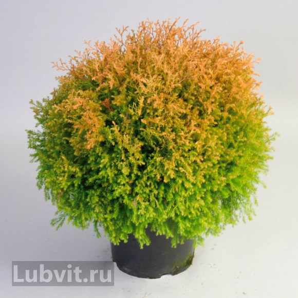 Туя западная Рейнголд (Rheingold) купить с доставкой Туя западная Рейнголд (Rheingold) купить с доставкой