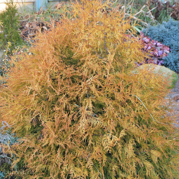 Туя западная Рейнголд (Rheingold) купить с доставкой Туя западная Рейнголд (Rheingold) купить с доставкой