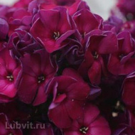 Флокс Эсмеральда Флокс Эсмеральда