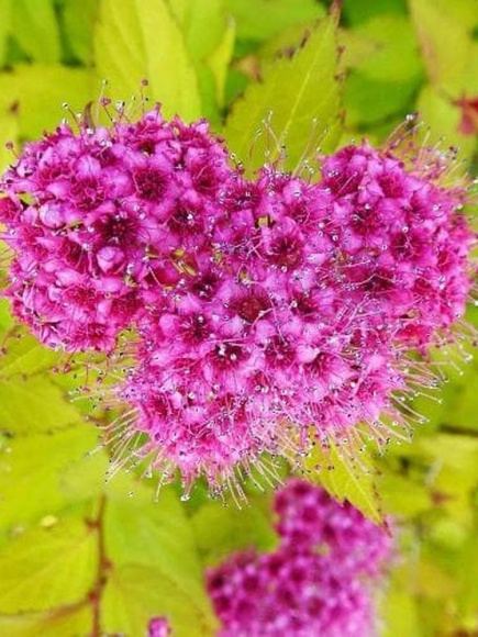 Спирея Голден Принцесс (Golden Princess) купить с доставкой