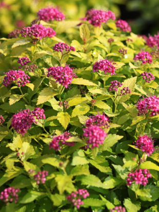 Спирея Голден Принцесс (Golden Princess)