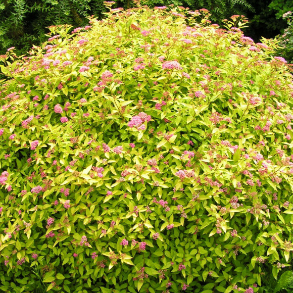 Спирея Голден Принцесс (Golden Princess) купить с доставкой