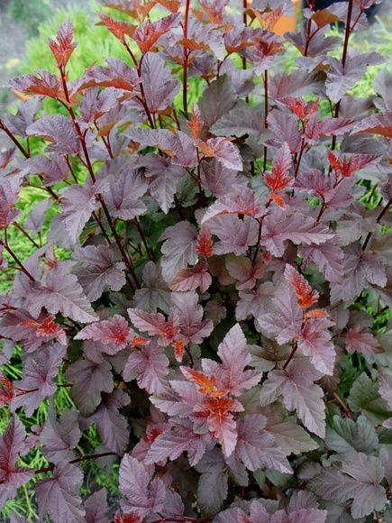 Пузыреплодник Ред Эсквайр (Red Esquire) купить с доставкой